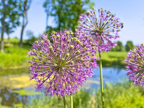 Blomst